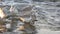 Group of sandpipers on the beach