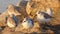 Group of sandpipers on the beach