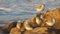 Group of sandpipers on the beach