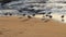 Group of sandpipers on the beach