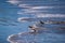 Group of sandpipers walking along the water\'s edge and searching for food, Santa-Barbara beach, California, focus on first marine