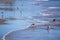 Group of sandpipers walking along the water\'s edge and searching for food, Santa-Barbara beach, California, focus on first marine