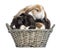 Group of Satin Mini Lop rabbits piled up in a wicker basket