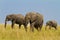 A group of savanna elephants