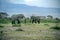 A group of savanna elephants with their babies.