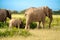 A group of savanna elephants with their babies.