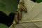 A group of sawfly larva on leaves selective focus