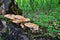 A group of Scaly tinder mushrooms grows on an old fallen log in the forest against a background of bright greenery. Natural