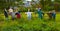 Group of Scarecrows on a fence in a Garden on Island of Iona,Argyll & Bute,scotland,UK