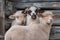 Group of scared young sheeps close up shot