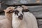 Group of scared young sheeps close up shot