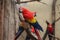 Group Scarlet macaw