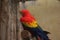 Group Scarlet macaw