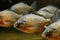 A group of a school of predatory tropical piranha fish. Freshwater exotic fauna of the Amazon. AI generated.