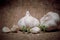 Group of scientists inspecting garlic bulb. Color tone tuned