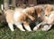 Group of Scotch Collie puppies playing outside