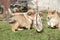 Group of Scotch Collie puppies playing outside