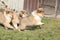 Group of Scotch Collie puppies running together