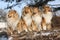 Group of scotch collies in the forest