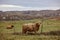 group of Scottish alpine cows grazing on a farm with a city in the background. Ireland, Co. Donegal