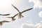 A group of sea birds fly to the camera, close-up against the sky