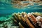 group of sea cucumbers feeding in pristine ocean water