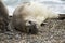 Group of sea elephants