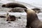 A group sea lion on the beach at Seal Bay in Australia