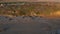 Group of sea lions lying on the sand near the beach