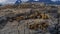 A group of sea lions is resting on the slope of a rocky islet.