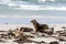 Group of Sea Lions on the sandy beach, South Australia