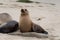 Group of sea lions socializing near La Jolla Cove