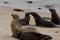 Group of sea lions socializing near La Jolla Cove