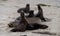 Group of sea lions socializing near La Jolla Cove