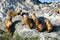 Group of Sea Lions Sunbathing on the Rocky Island of Beagle Channel, Ushuaia, Patagonia, Argentina