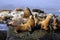 Group of sea lions sunning