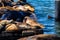 Group of Sea lions taking sun shower by the sea