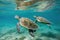 group of sea turtles swimming close together in shallow waters