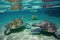 group of sea turtles swimming close together in shallow waters