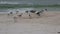 Group of seabirds on beach