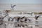 Group of Seabirds resting on the beach