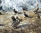 Group of seabirds resting on a rock by the water