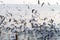 Group seagull swoop sunshine