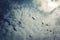 Group of seagulls above the Lake Ladoga. Aged photo.