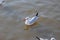 Group of seagulls at Bang Pu Recreation Center is a seaside resort on the Bay