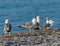 Group of seagulls at the beach.