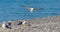 Group of seagulls at the beach.