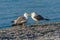 Group of seagulls at the beach.