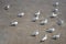 Group Of Seagulls Bird On Mud