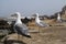 Group of seagulls on the cost